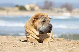 SHAR-PEI 752